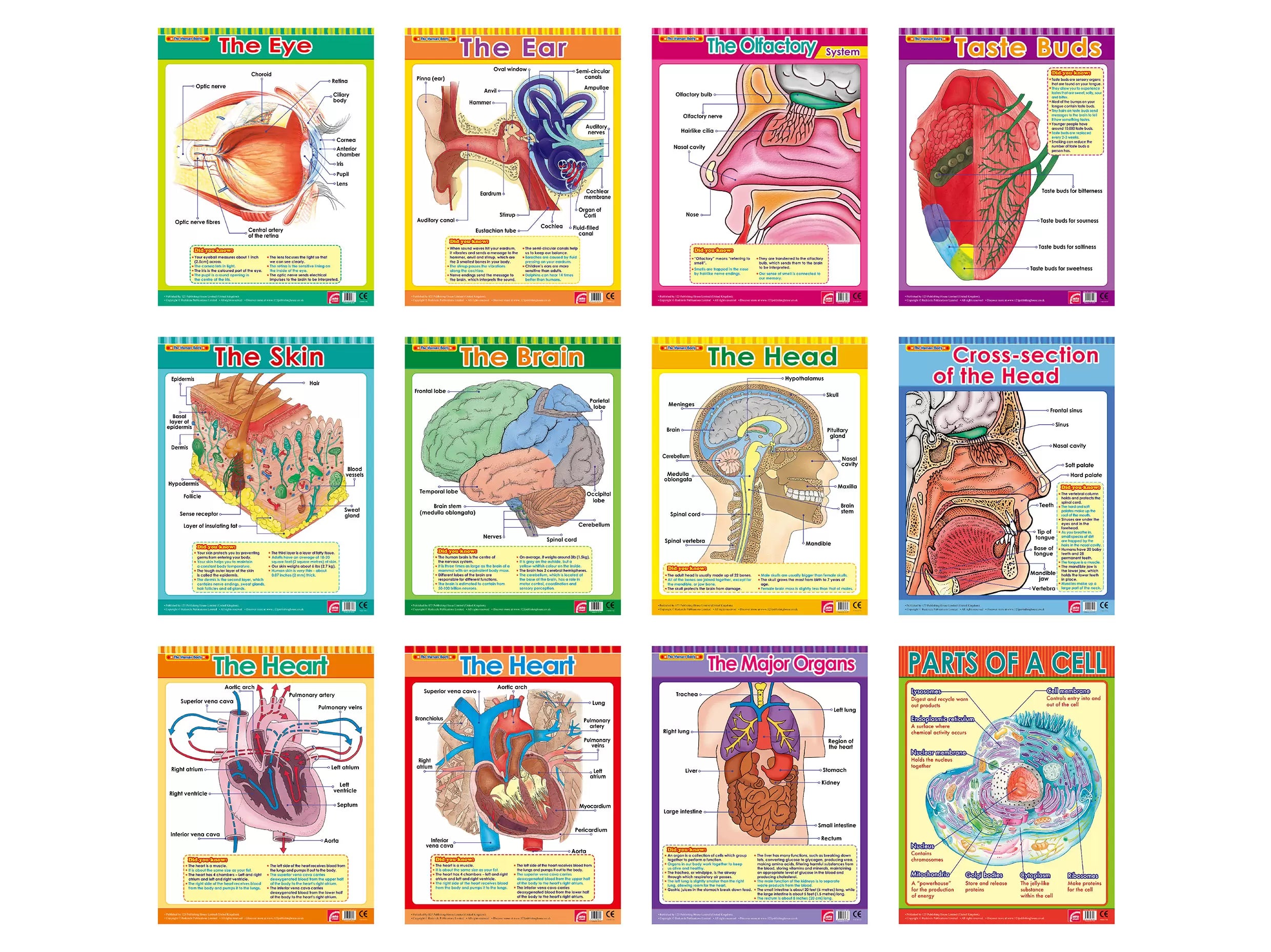 The Human Body 1 (12 Wall Charts) - Educational Wall Chart Pack in English