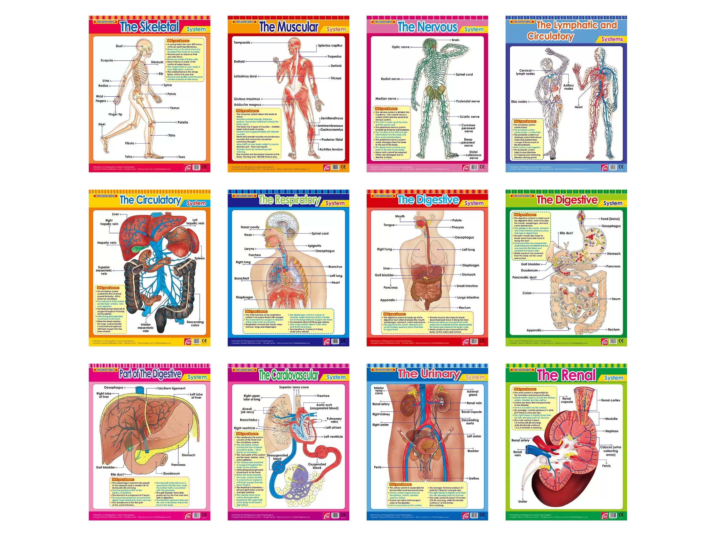 The Human Body 2 (12 Wall Charts) - Educational Wall Chart Pack in English