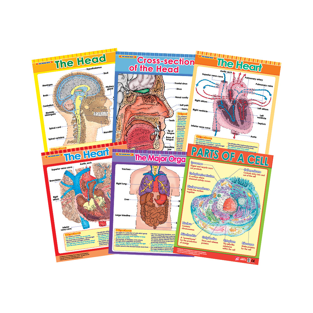 Exploring the Human Body (6 Wall Charts) - Educational Wall Chart Pack in English