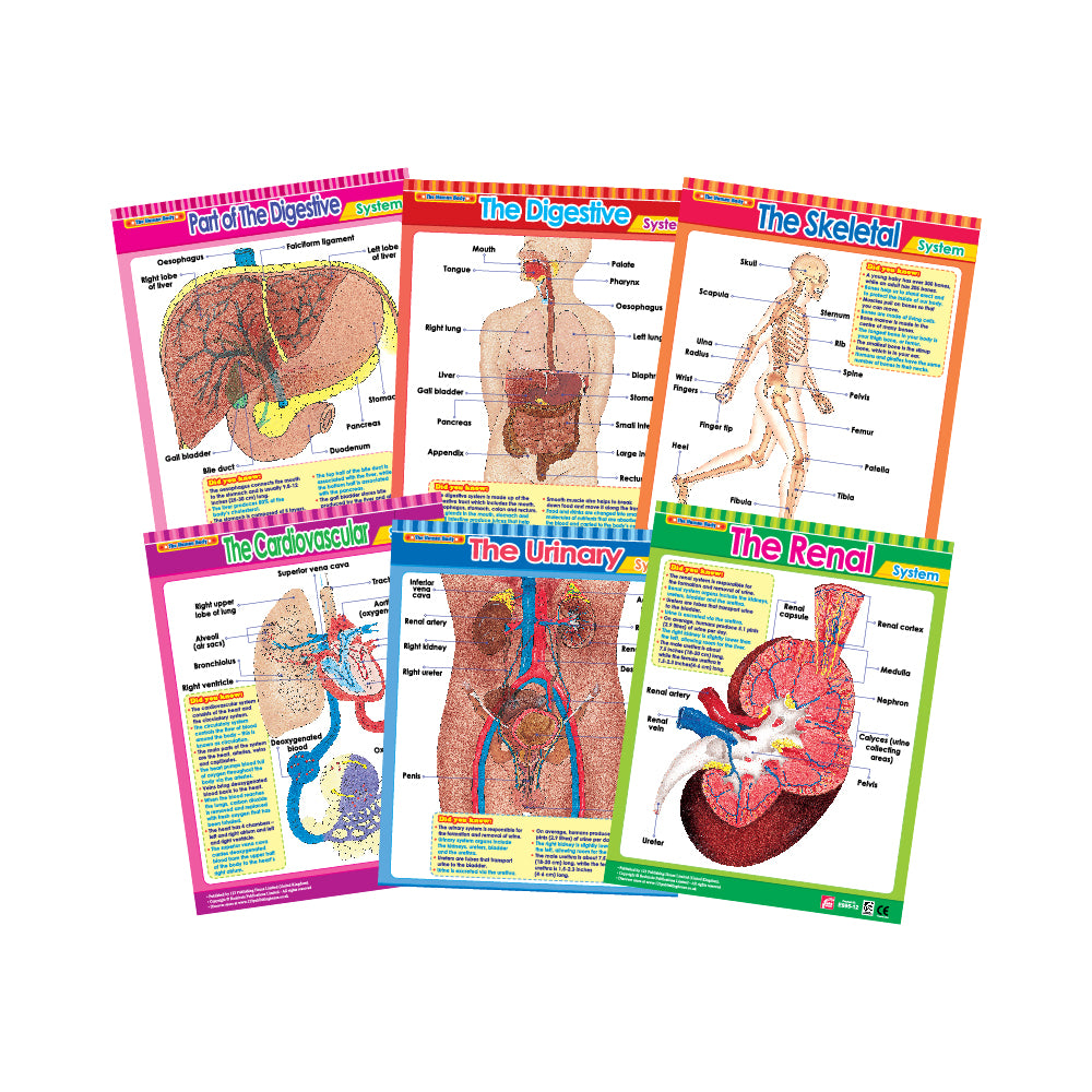 Vital Body Systems 2 (6 Wall Charts) - Educational Wall Chart Pack in English