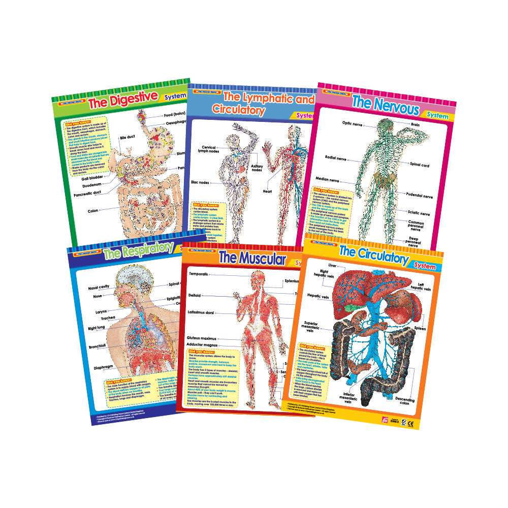 Vital Body Systems 1 (6 Wall Charts) - Educational Wall Chart Pack in English