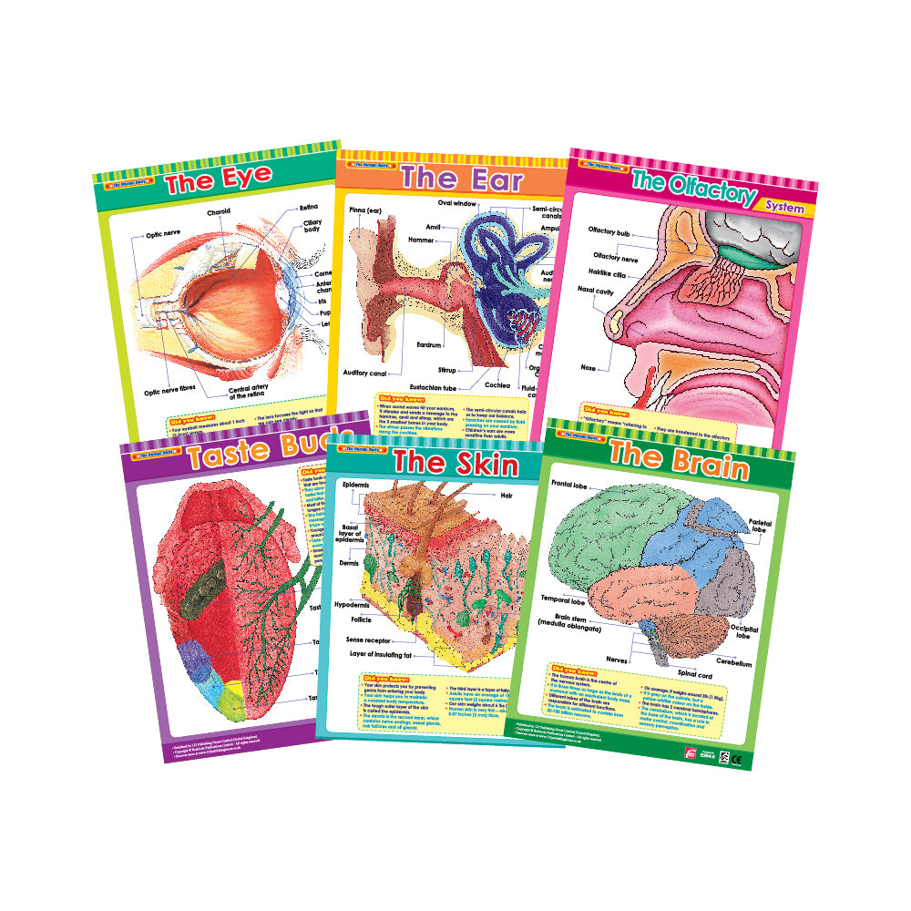 Cross Sections of Human Senses (6 Wall Charts) - Educational Wall Chart Pack in English