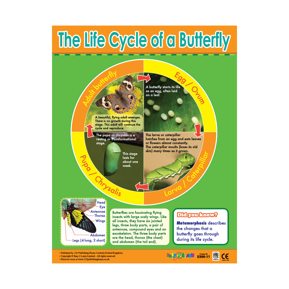 The Life Cycle of a Butterfly - Wall Chart in English