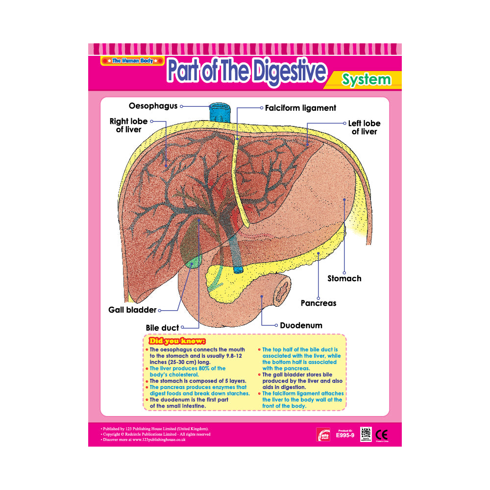 Parts of The Digestive System - Wall Chart in English