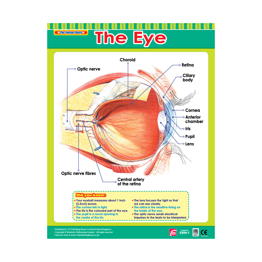 Cross Sections of Human Senses (6 Wall Charts) - Educational Wall Chart Pack in English