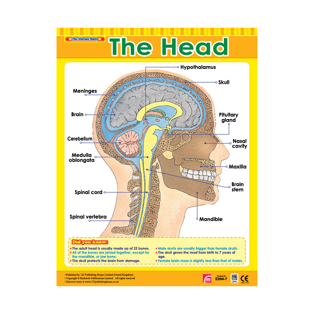 The Head - Wall Chart in English