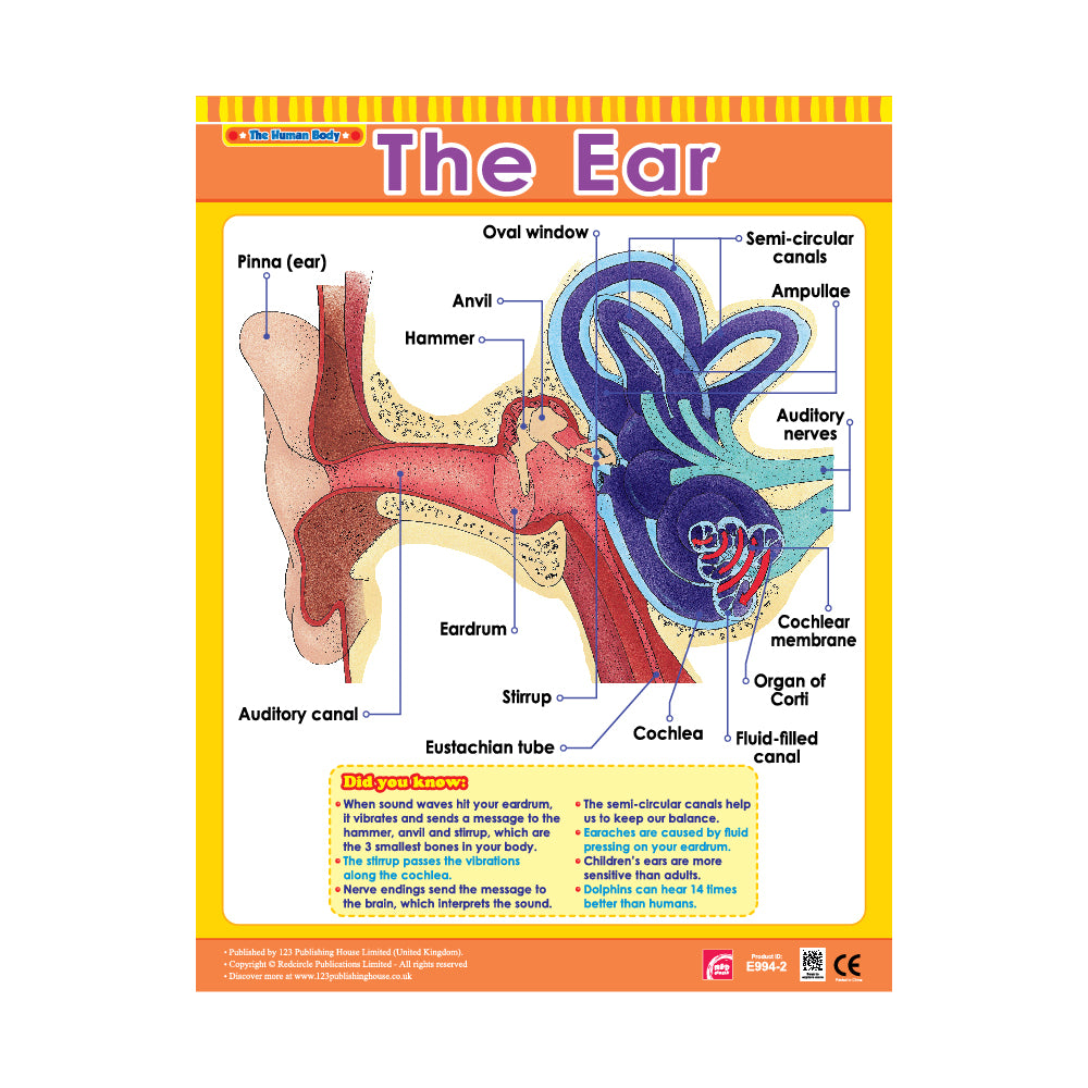 Cross Sections of Human Senses (6 Wall Charts) - Educational Wall Chart Pack in English