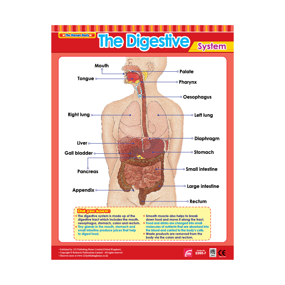 Vital Body Systems 2 (6 Wall Charts) - Educational Wall Chart Pack in English