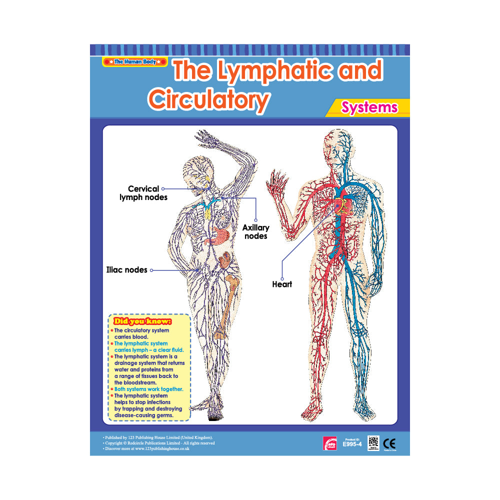 The Lymphatic and Circulatory Systems - Wall Chart in English