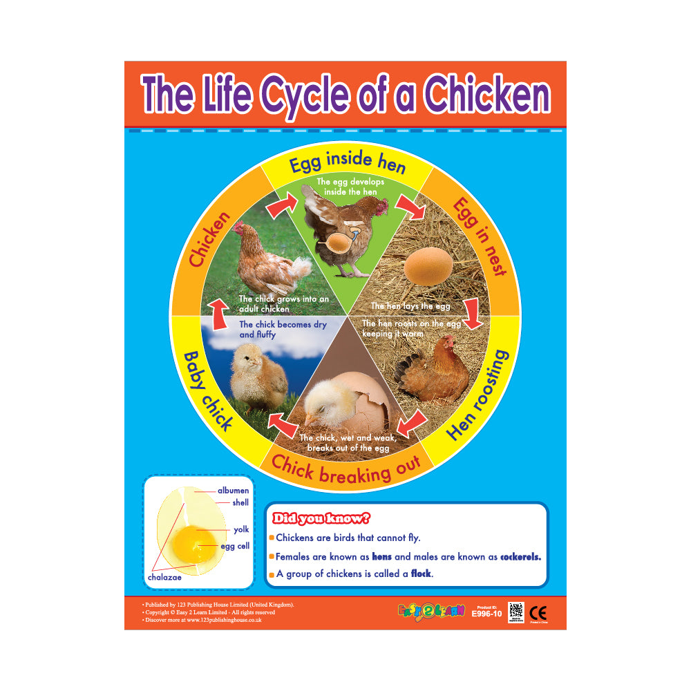 The Life Cycle of a Chicken - Wall Chart in English