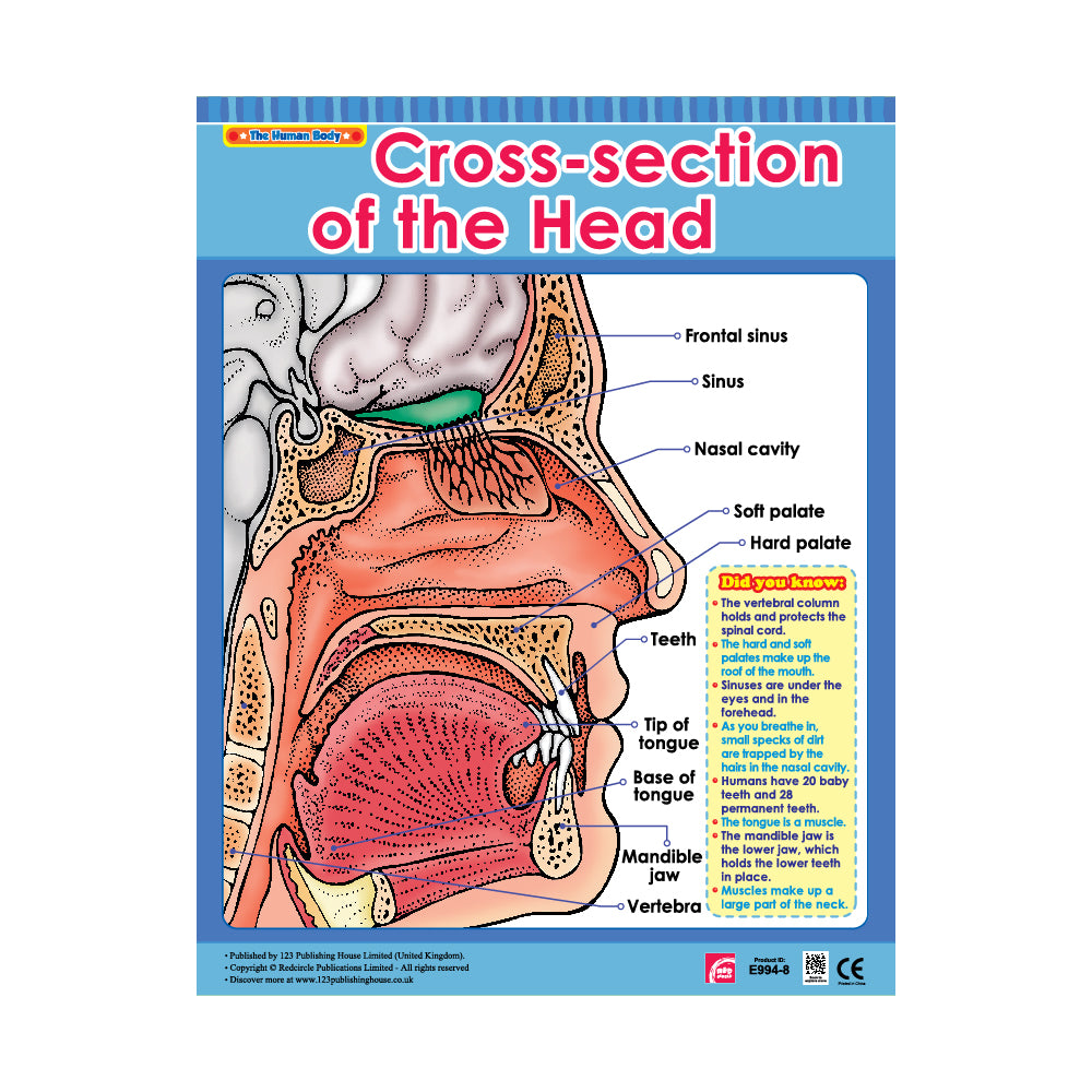 Cross-section of the Head - Wall Chart in English