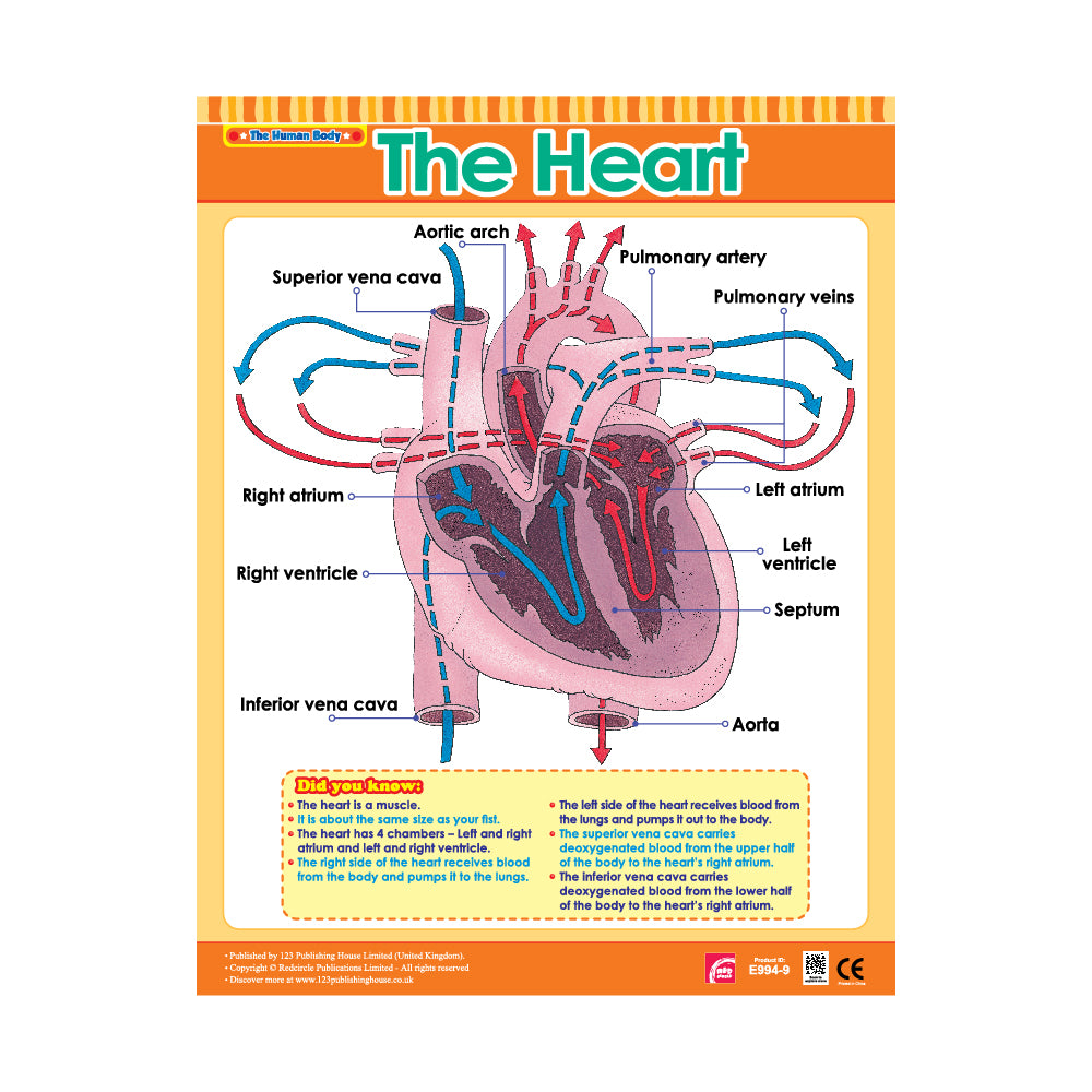 The Heart - Wall Chart in English