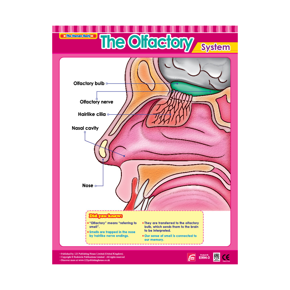 The Olfactory System - Wall Chart in English