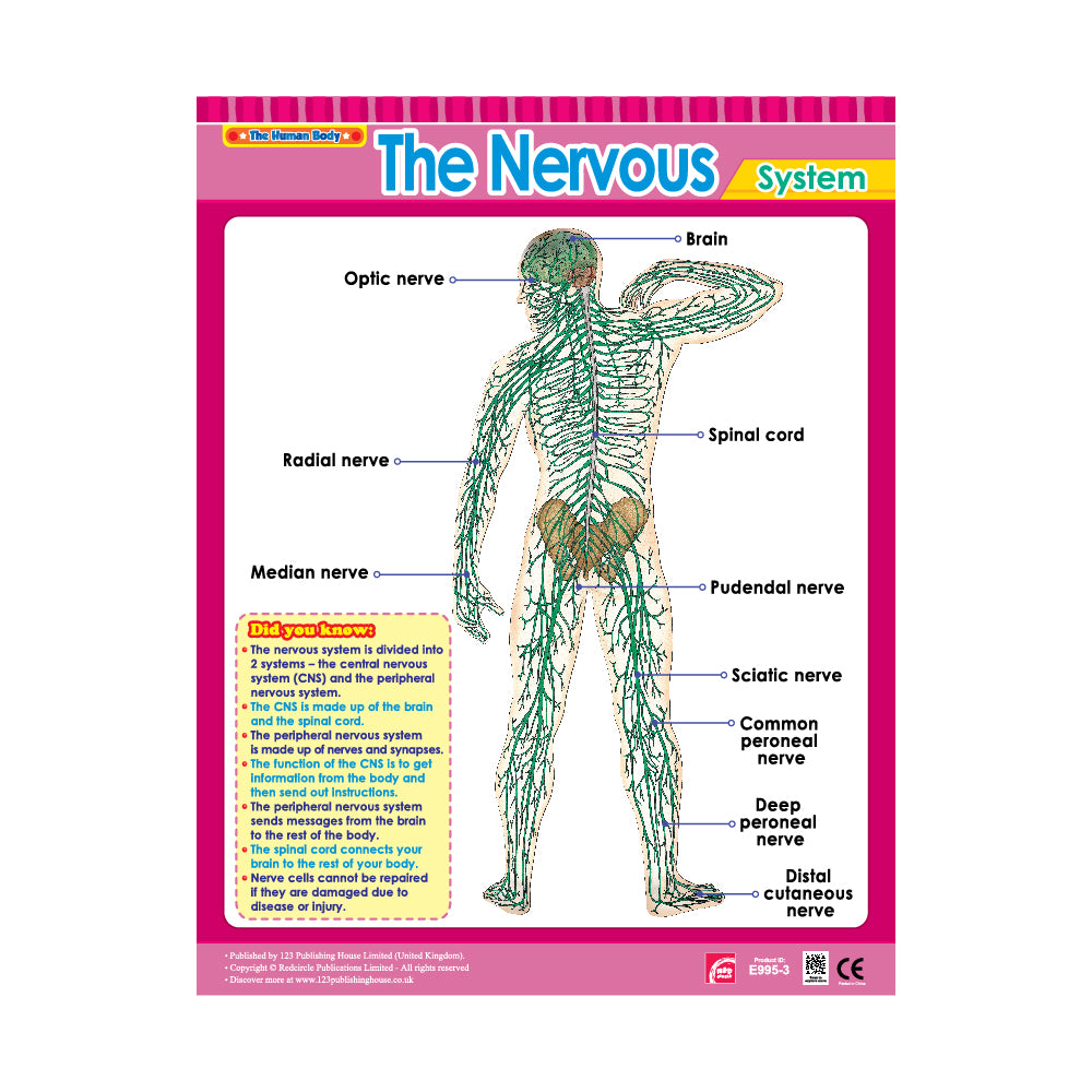 Vital Body Systems 1 (6 Wall Charts) - Educational Wall Chart Pack in English