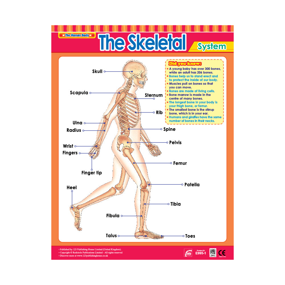 The Skeletal System - Wall Chart in English