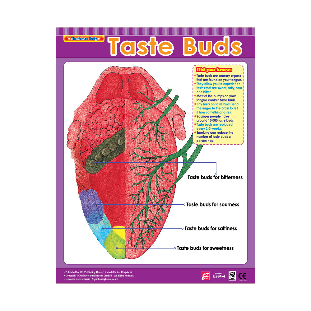 Taste Buds - Wall Chart in English