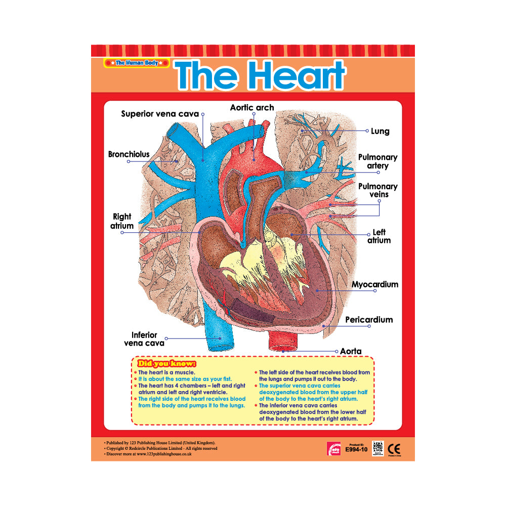 Exploring the Human Body (6 Wall Charts) - Educational Wall Chart Pack in English