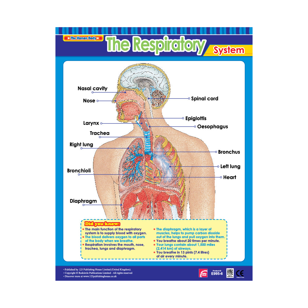 The Respiratory System - Wall Chart in English