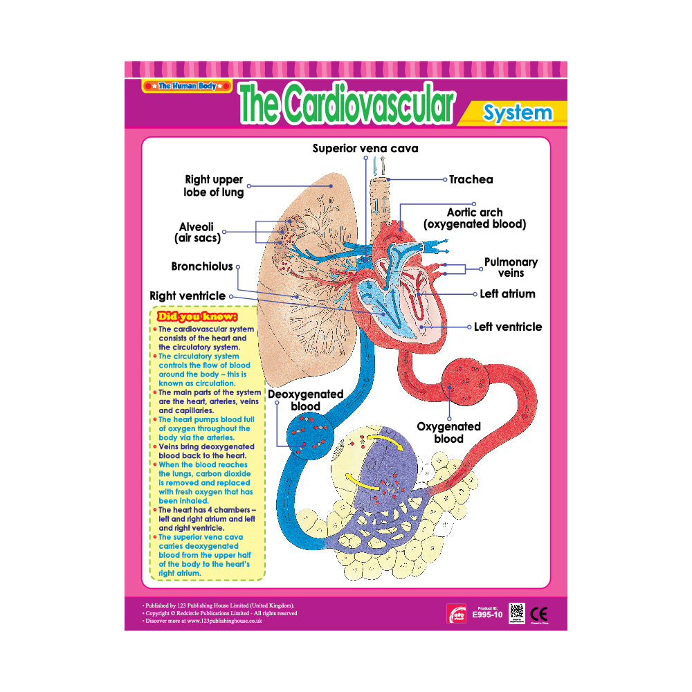 Vital Body Systems 2 (6 Wall Charts) - Educational Wall Chart Pack in English