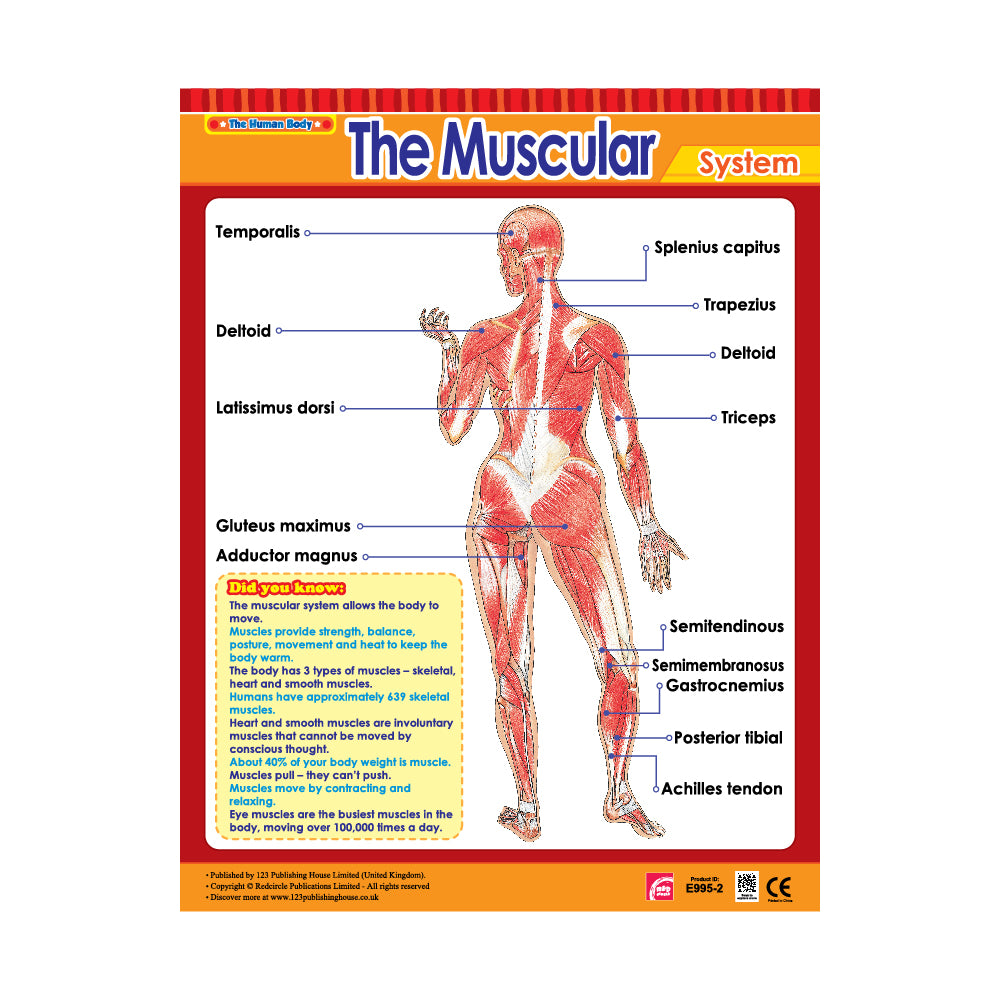 The Muscular - Wall Chart in English