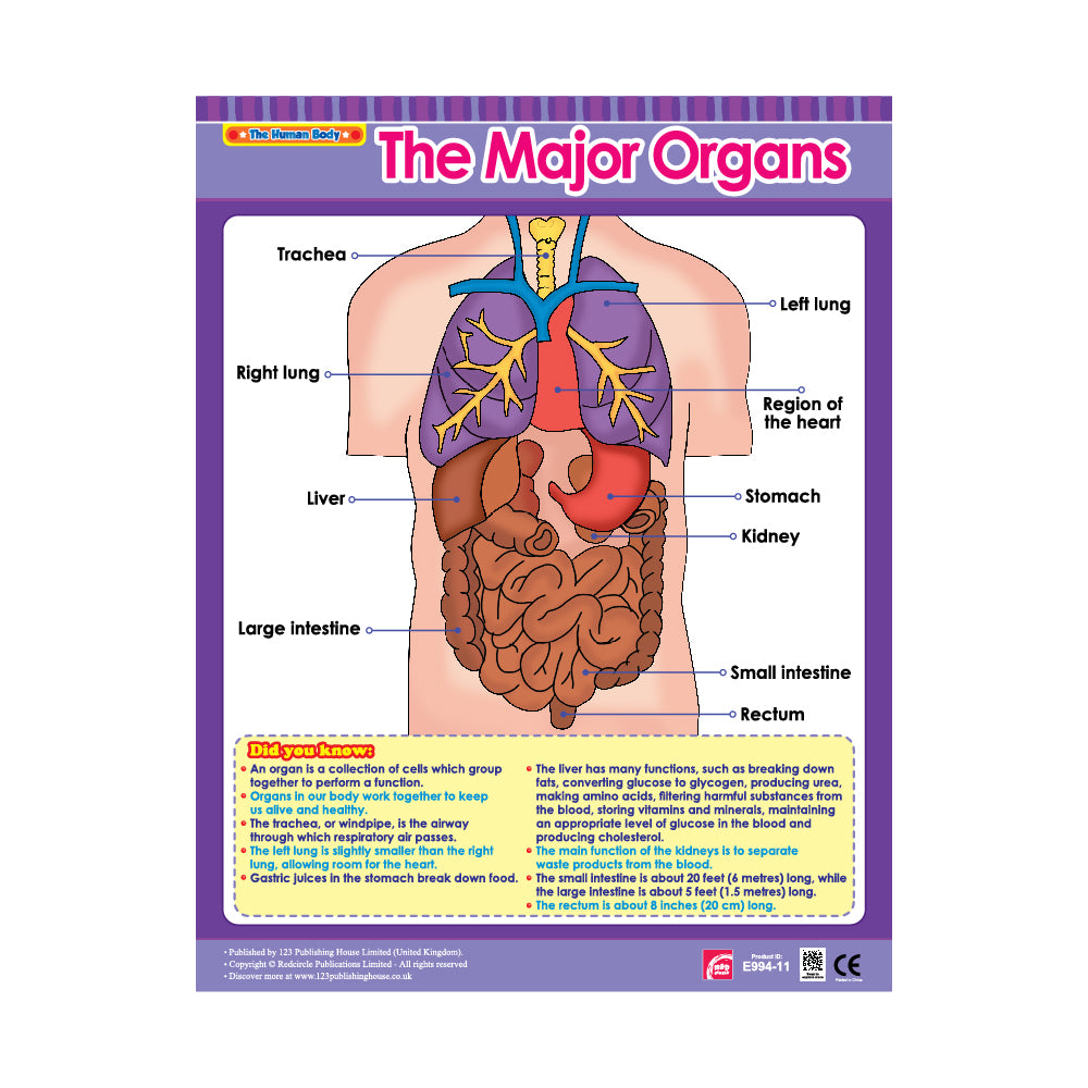 The Major Organs - Wall Chart in English