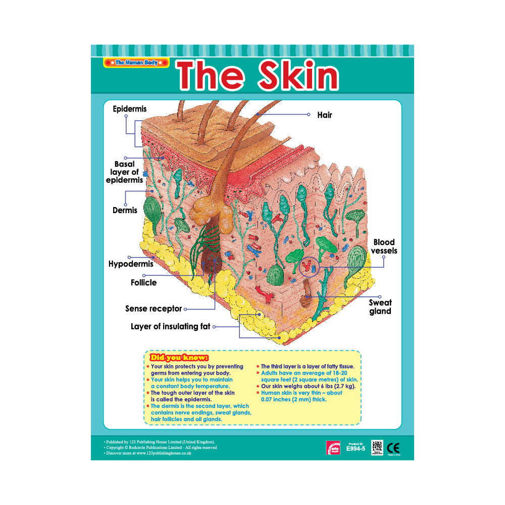 Cross Sections of Human Senses (6 Wall Charts) - Educational Wall Chart Pack in English