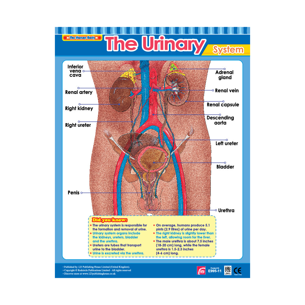 The Urinary System - Wall Chart in English