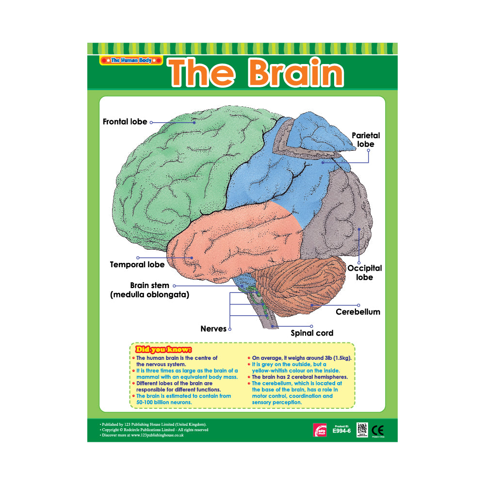 The Brain - Wall Chart in English