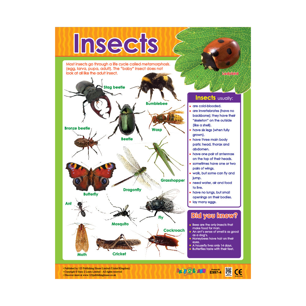 Insects - Wall Chart in English