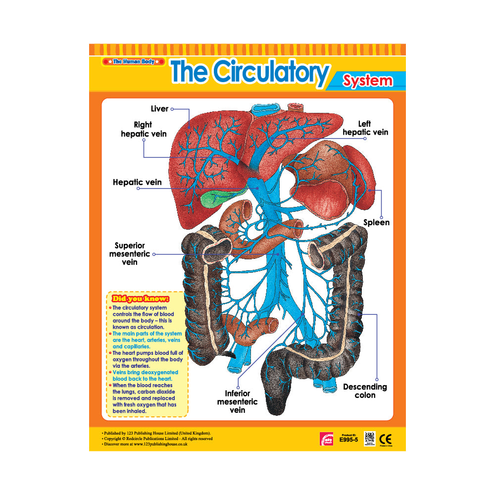 Vital Body Systems 1 (6 Wall Charts) - Educational Wall Chart Pack in English