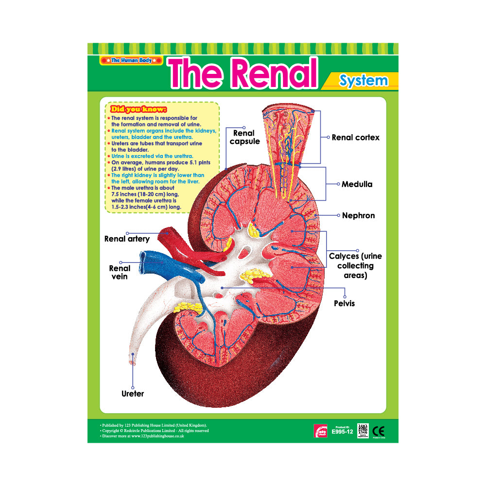 Vital Body Systems 2 (6 Wall Charts) - Educational Wall Chart Pack in English